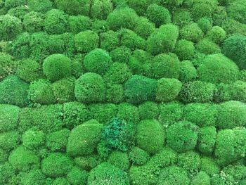 Full frame shot of green plants