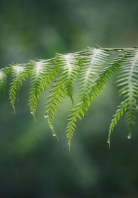 Close-up of fern growing on tree