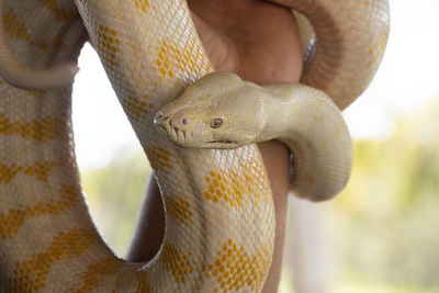 Close-up of snake