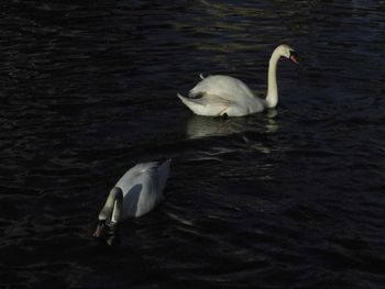 High angle view of swans in lake