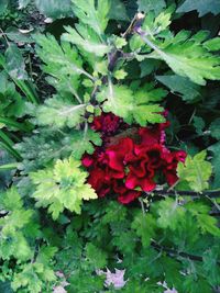 Close-up of red flowers