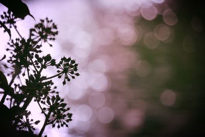 Close-up of flowering plant against sky