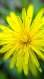 Close-up of yellow flower blooming outdoors