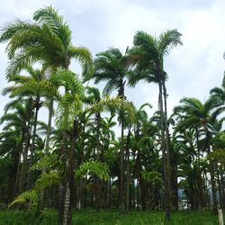 Trees on field against cloudy sky