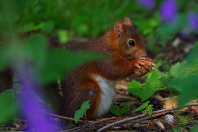 Close-up of squirrel in forest