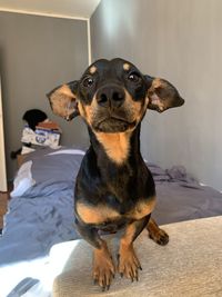 Portrait of dog sitting on bed at home