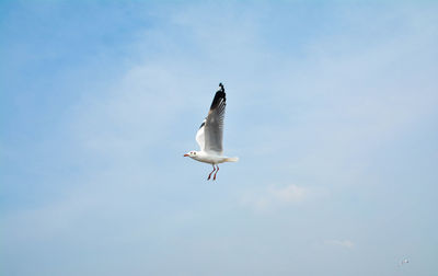 Low angle view of seagull flying against sky