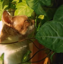 Close-up of cat on green plant