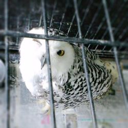 Close-up portrait of owl in cage