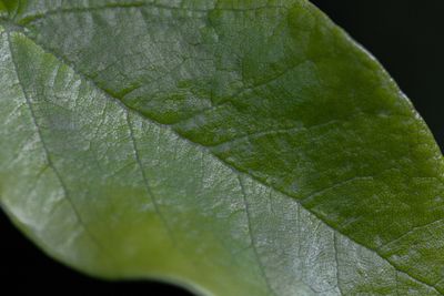 leaf