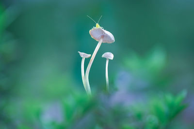 Close-up of white flowering plant