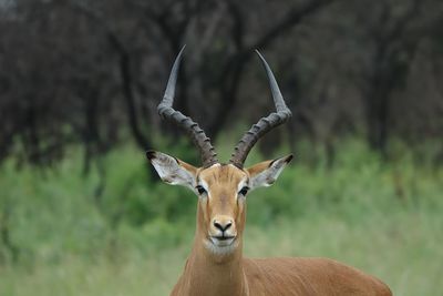 Portrait of deer