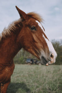 Horse standing on field