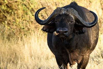 Water buffalo standing on grassy field