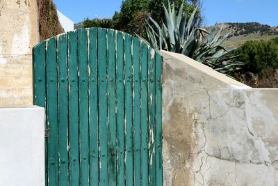 Cactus growing against blue wall