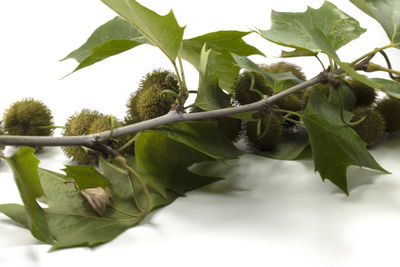 Low angle view of leaves on tree