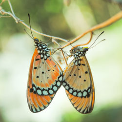 Close-up of butterfly on leaf