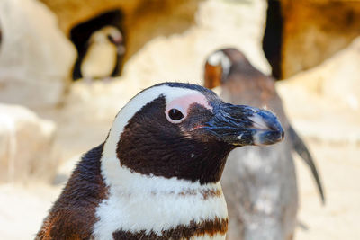 Close-up of bird