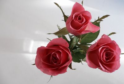 Close-up of pink rose