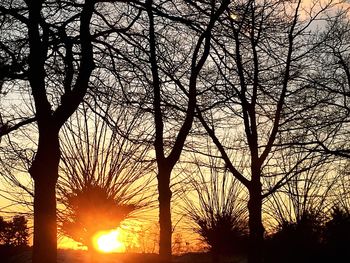 Silhouette of trees at sunset