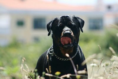 Close-up portrait of dog