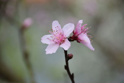 Close-up of pink flower