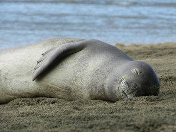 Close-up of an animal sleeping on sand at beach