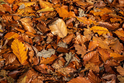 The autumn leaves of the beech and oak lie on the ground, in all the beautiful autumn colors. 