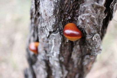 Close-up of red mushroom on tree trunk