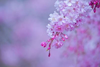 Close-up of pink cherry blossom