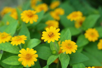 Close-up of yellow flowering plant