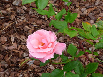 Close-up of pink flower