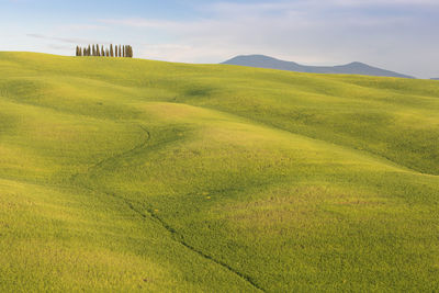 Scenic view of field against sky