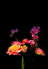 Close-up of pink flowers against black background