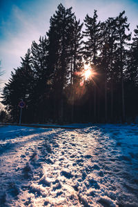 Snow covered trees against sky during sunset