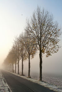 Close-up of wet tree against sky during sunset