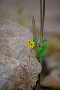 Close-up of yellow flowering plant