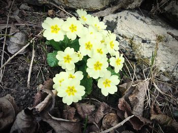 Close-up of yellow flowers on plant