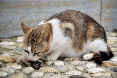 Close-up of cat sleeping