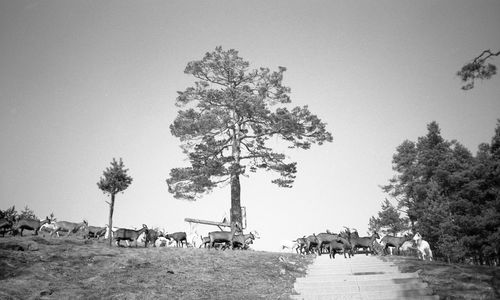 People on field against clear sky