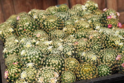 Close-up of fruits for sale at market stall