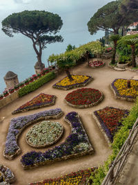 High angle view of multi colored flowering plants by sea