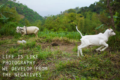 White dog on green tree