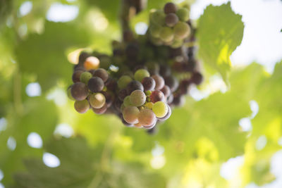 Close-up of grapes growing on tree