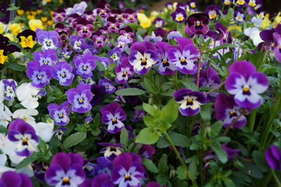 Close-up of purple flowering plants