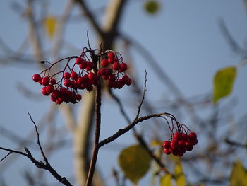 Close-up of red berries on tree