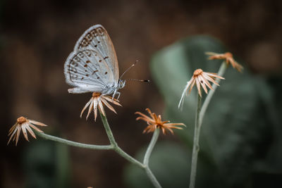 Close-up of butterfly pollinating on flower