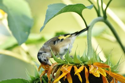 Close-up of bird perching on plant