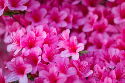 Full frame shot of pink flowers