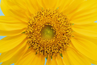 Close-up of yellow sunflower